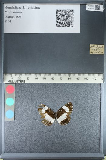 Media type: image;   Entomology 161682
